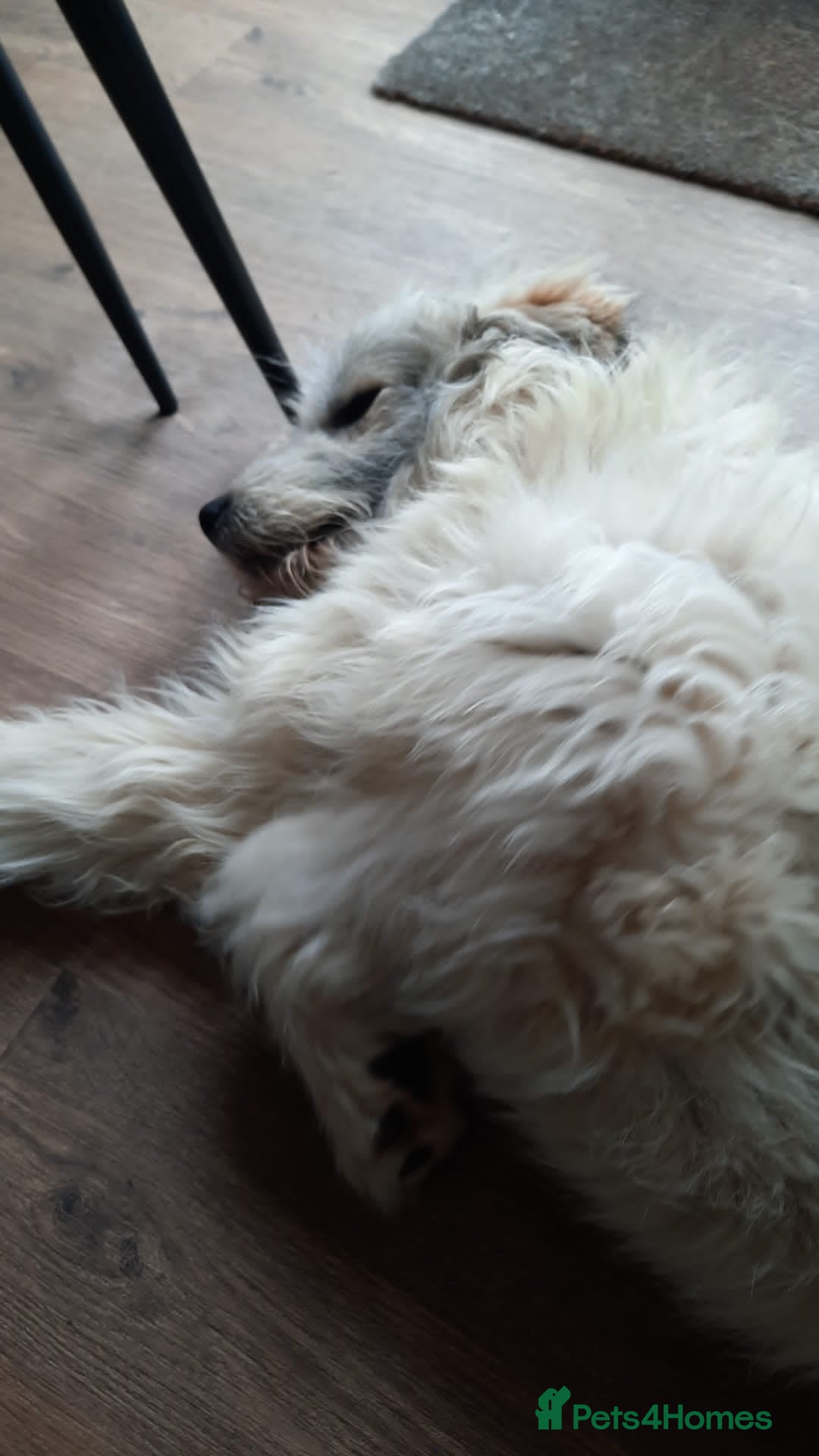 Mixed Breed dogs for adoption: Meet VICTOR - a superb big boy, for a Loving Home - Image 20