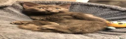 Russian Blue cats for sale: Russian blue/Norwegian forest mixed - Advert 12