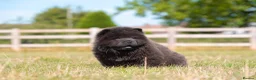 Chow Chow dogs for sale: Stunning smooth and fluffy ChowChow puppies  - Advert 16