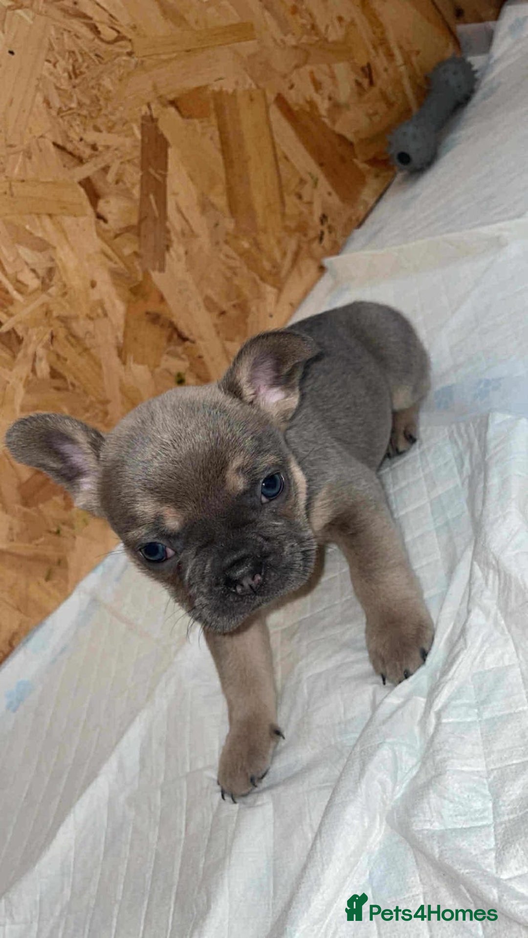 French Bulldog dogs for sale: French bull dog puppies  - Advert 2