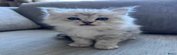 Mixed Breed cats for sale: Beautiful Fluffy Kittens – BritishLonghair&Ragdoll in Penicuik - Advert 29