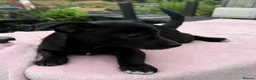 Mixed Breed dogs for sale: Jack x Pom puppies  in Bootle - Advert 3