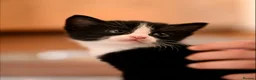 Mixed Breed cats for sale: Stunning kittens  - Advert 4