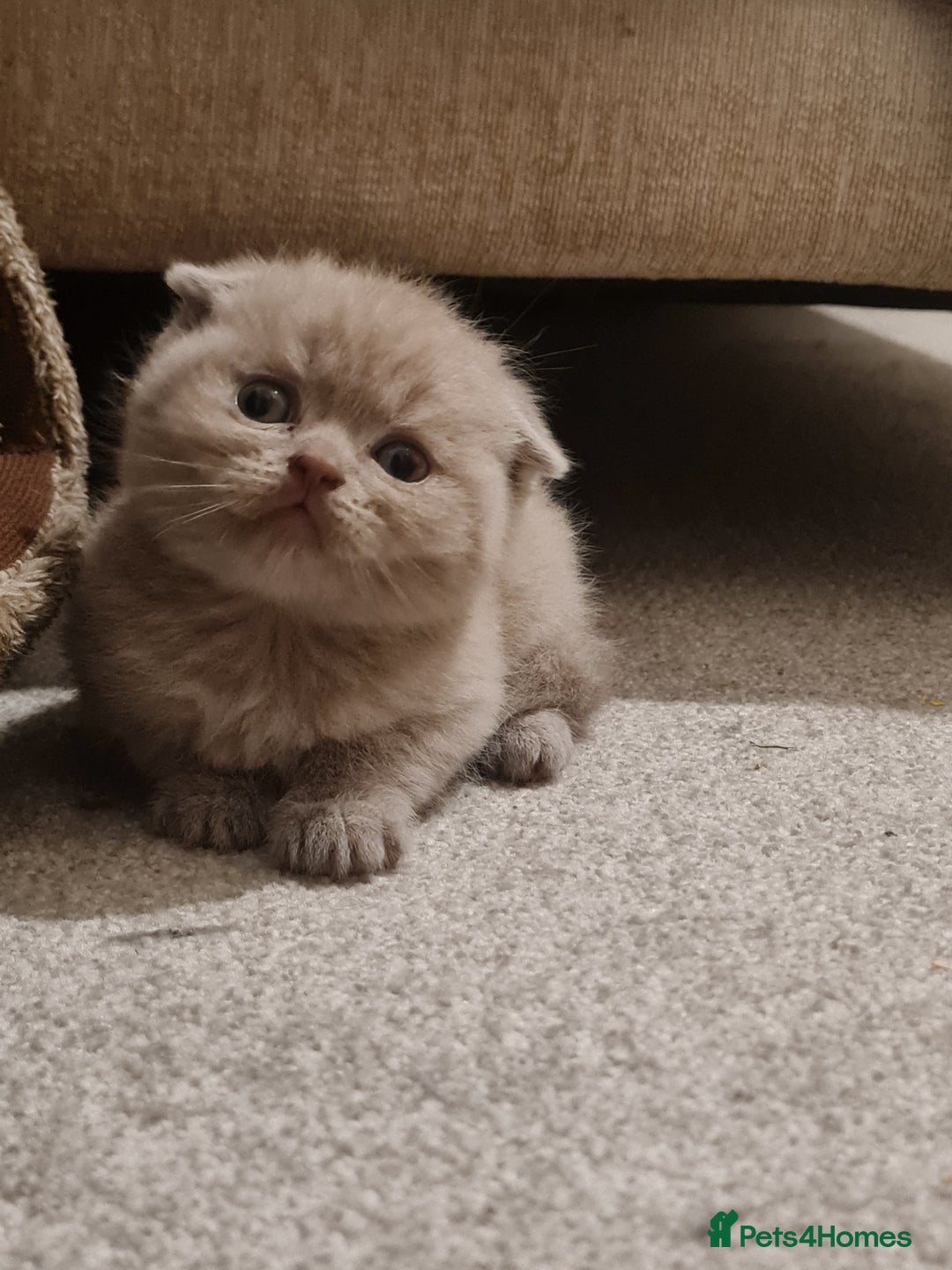 British Shorthair cats for sale: British shorthair  - Image 5