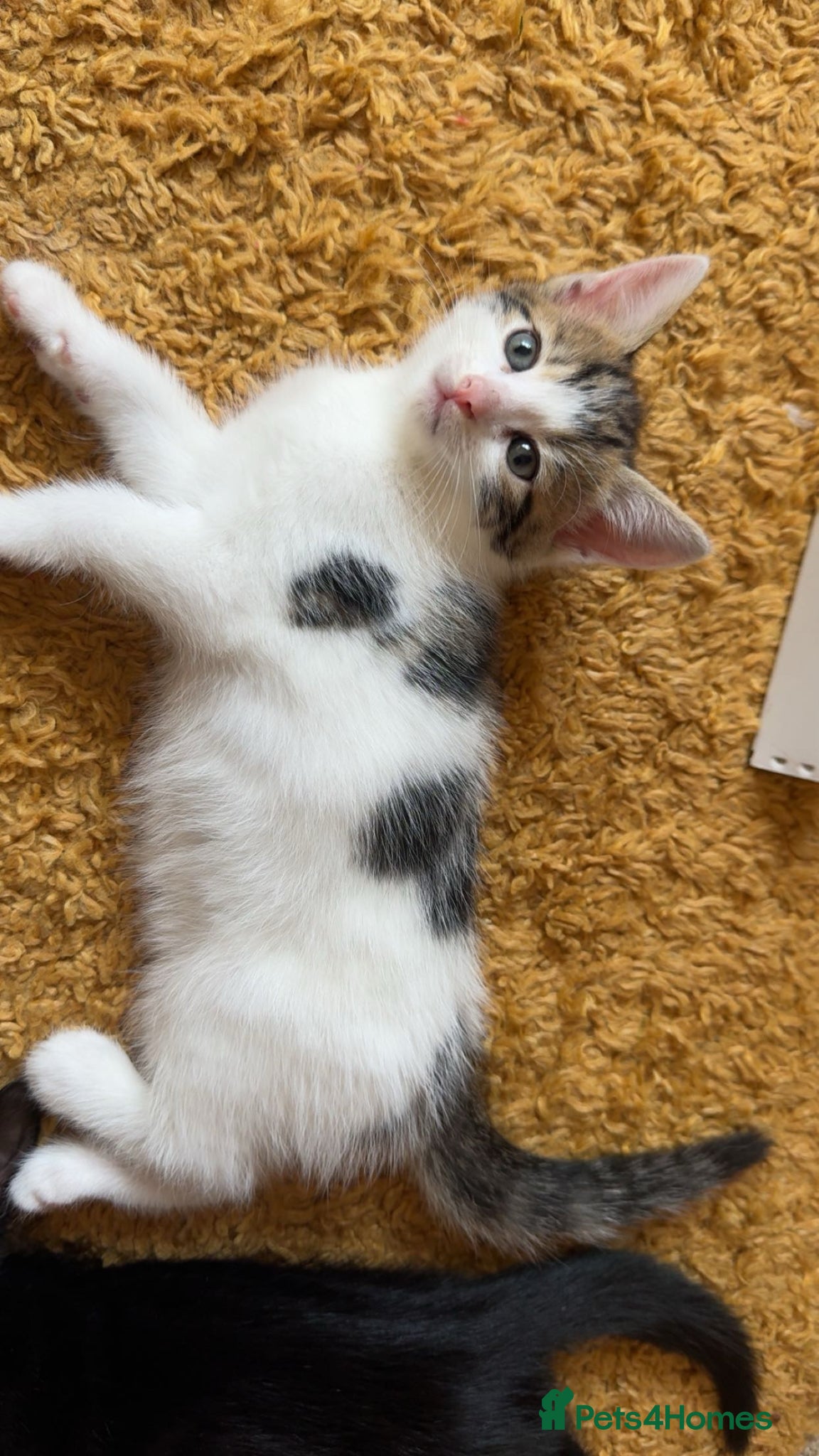 Domestic Shorthair cats Kittens  - Advert 2