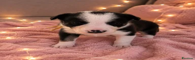 Border Collie 6