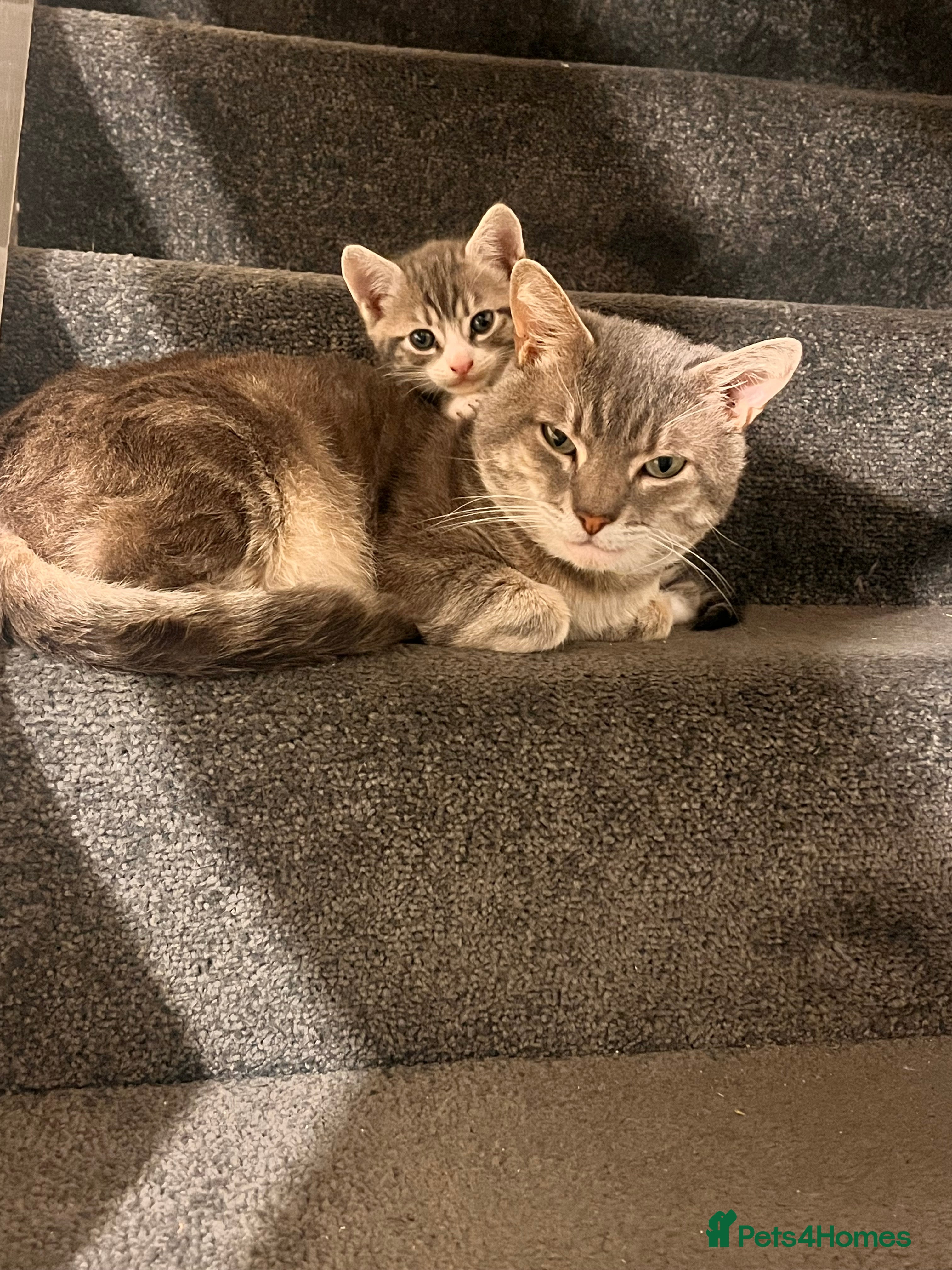 Mixed Breed cats Russian blue/bengal kittens unique markings 💙😻🩷 - Advert 14