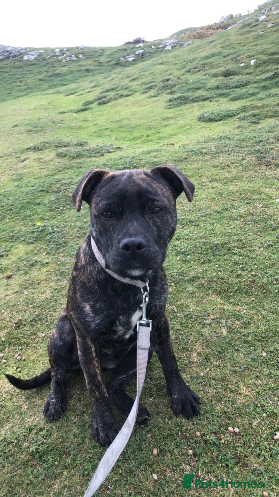 Staffordshire Bull Terrier dogs for sale: 2 year old staffy called seren  - Advert 4