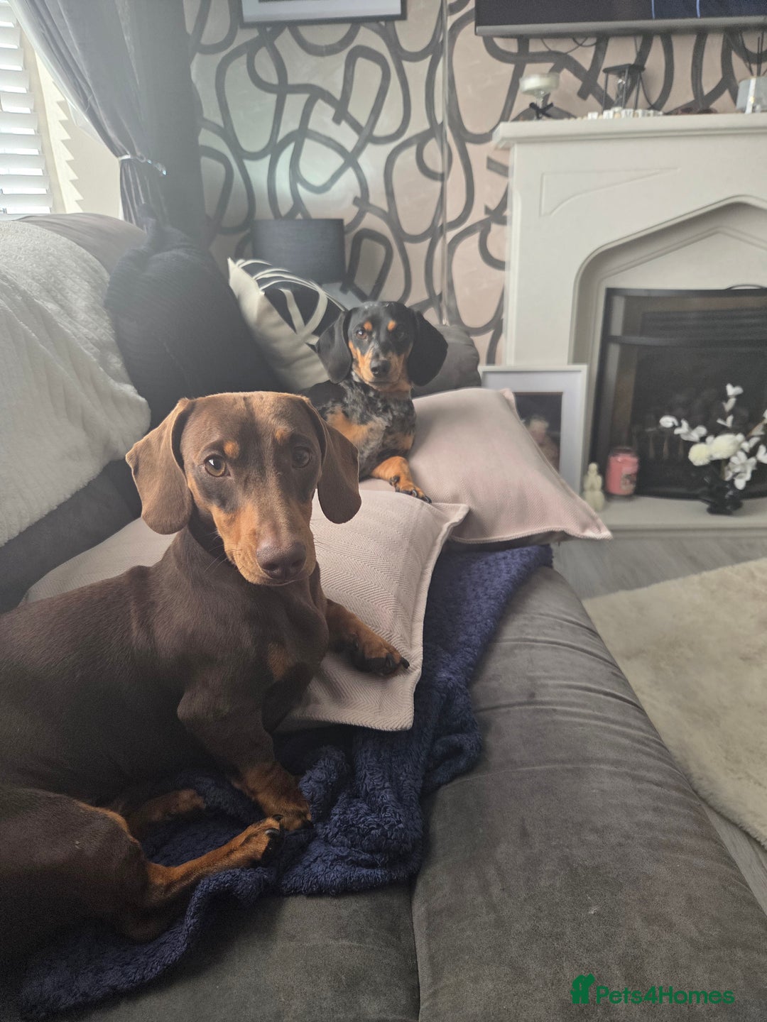 Dachshund dogs for sale: Dashunds  - Advert 11