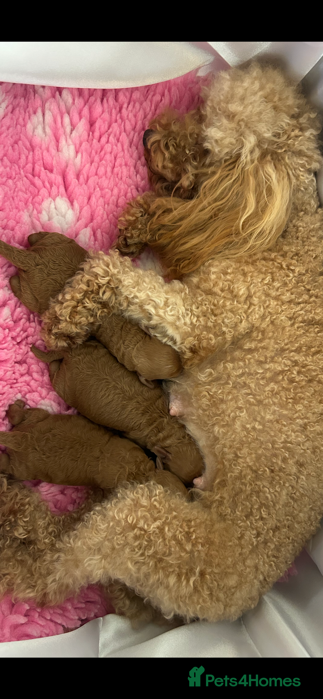 Toy Poodle dogs for sale: KC registered tiny toy poodles  - Image 12