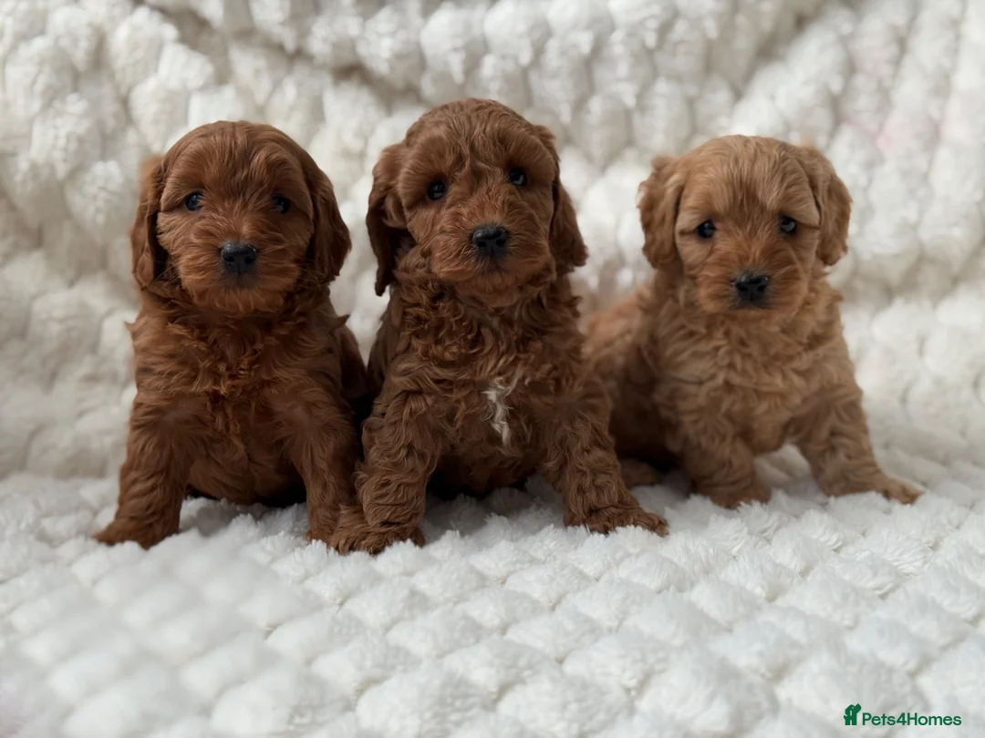 Cockapoo dogs for sale: ⭐️ Adorable Cockapoo puppies ⭐️ - Advert 1