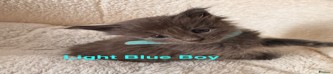 Maine Coon Kitten 1