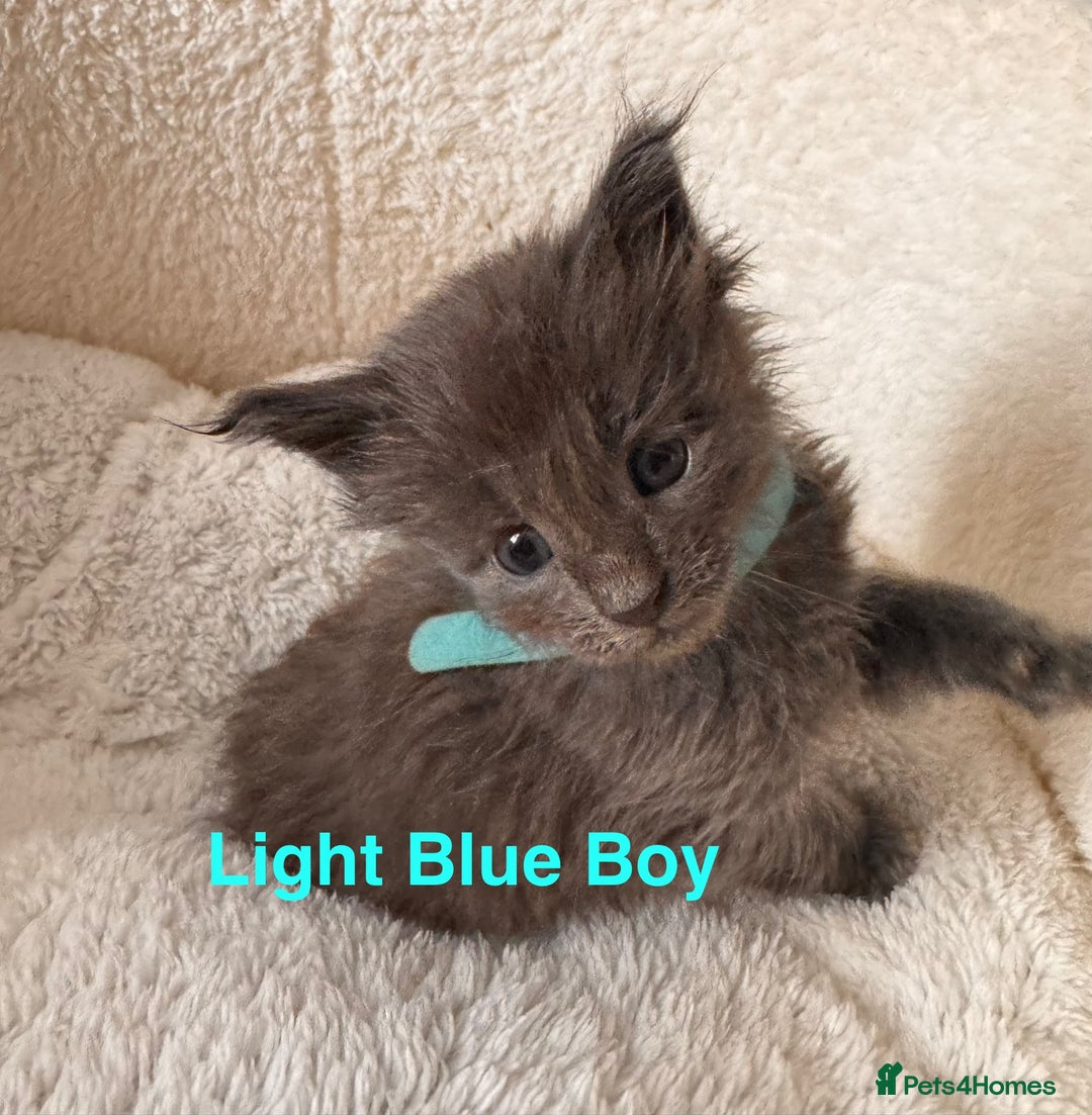 Maine Coon cats for sale: Purebred Blue Maincoon Kittens  - Image 3