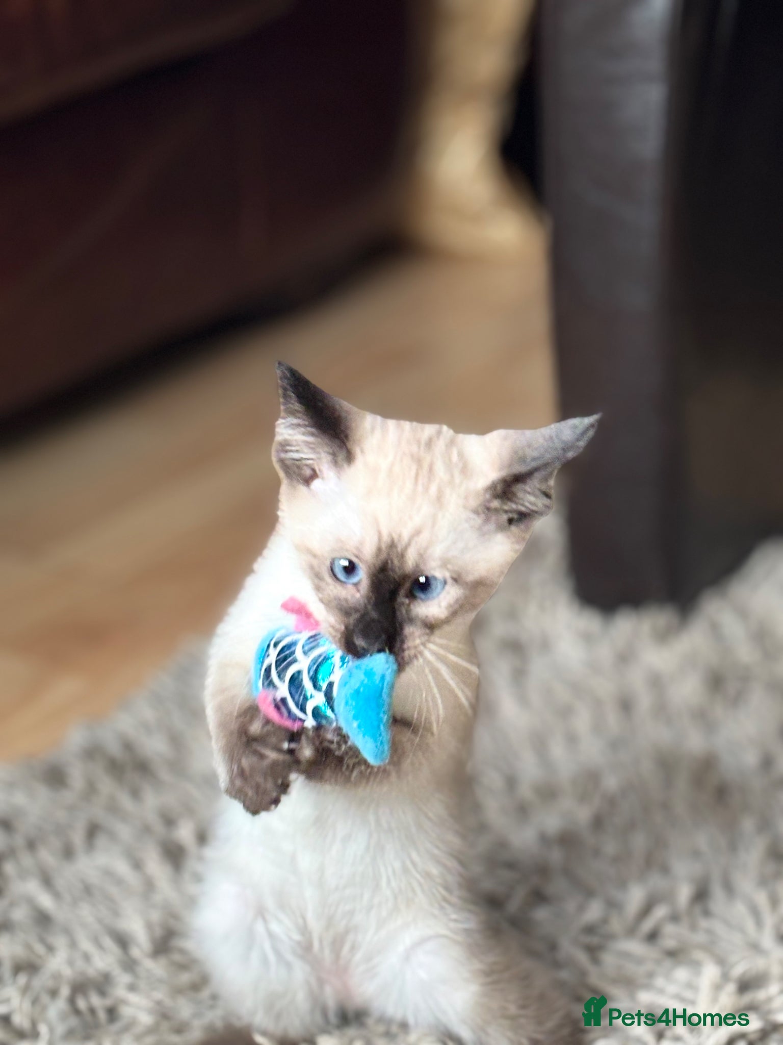 Siamese cats for sale: Stunning Siamese kittens  - Advert 17