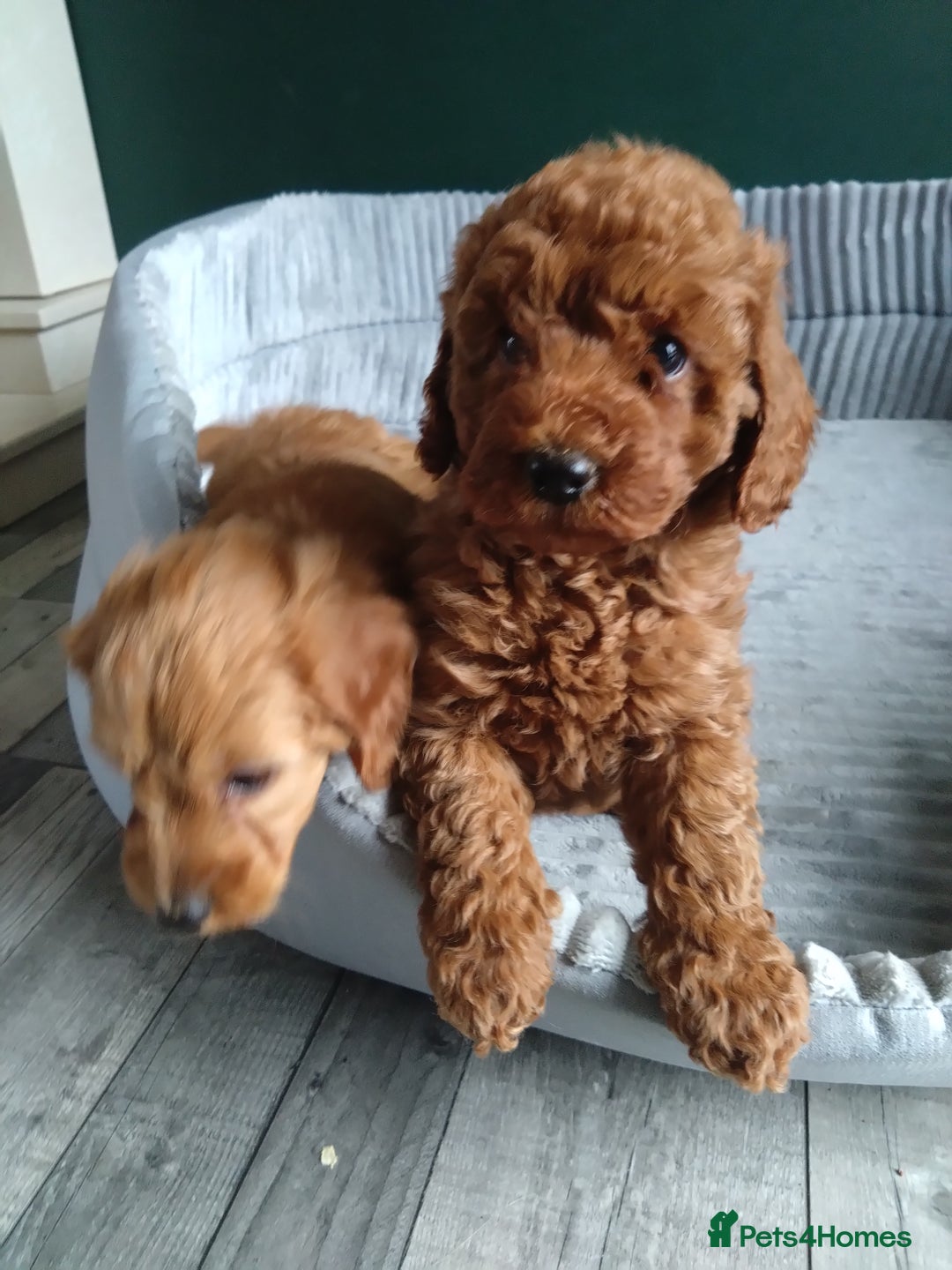 Cockapoo dogs for sale: F1B Cockapoos puppies - Image 5