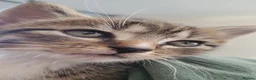 Mixed Breed cats for sale: £20 Male tabby kitten 9weeks old - Advert 4