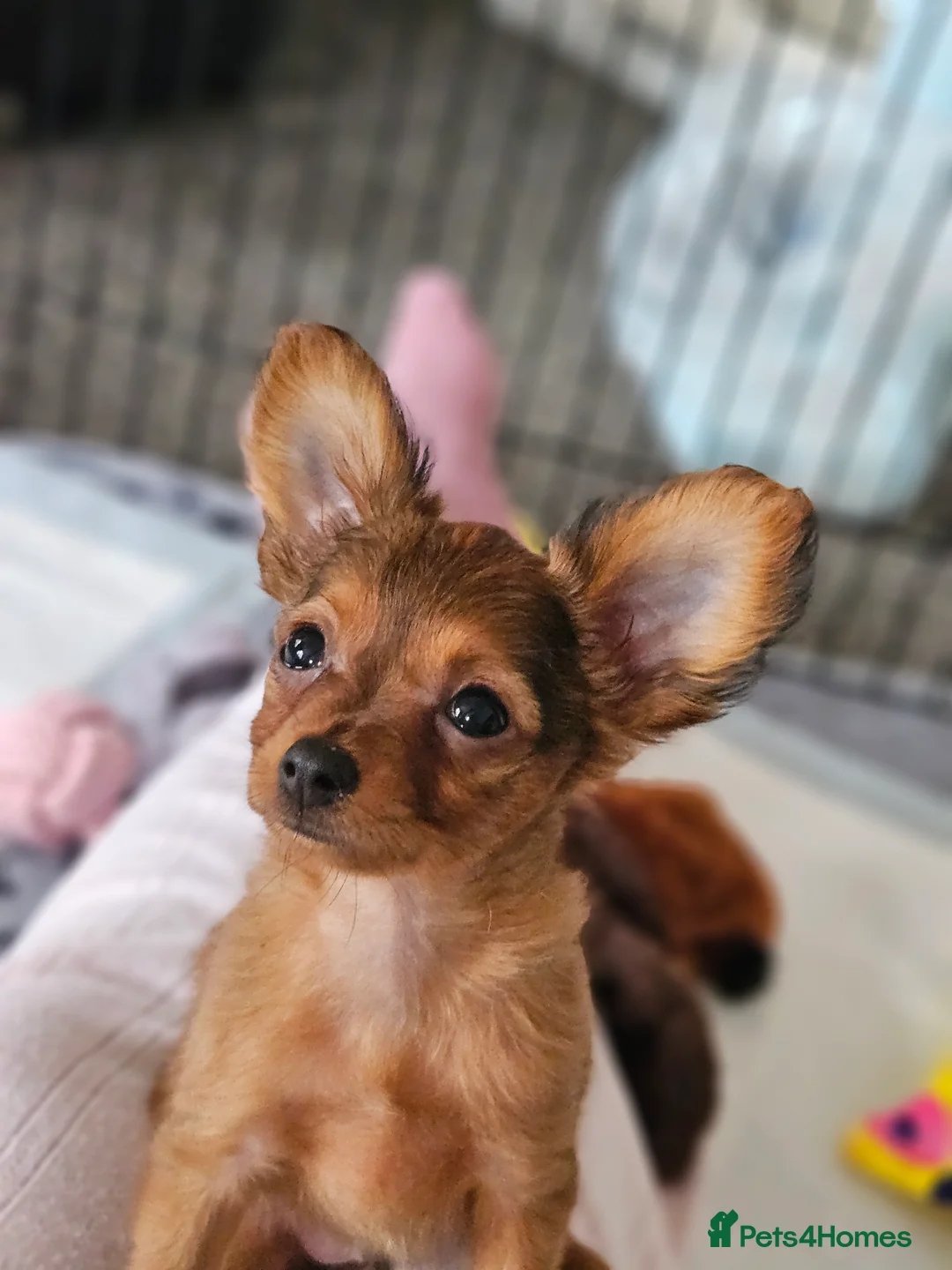 Russian Toy Terrier dogs for sale: Russian Toy Puppies from Quality Show Lines in Ilford - Advert 3