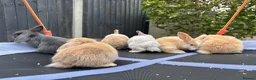 Mini Lop rabbits for sale: Pure breed Mini Lops - Advert 6