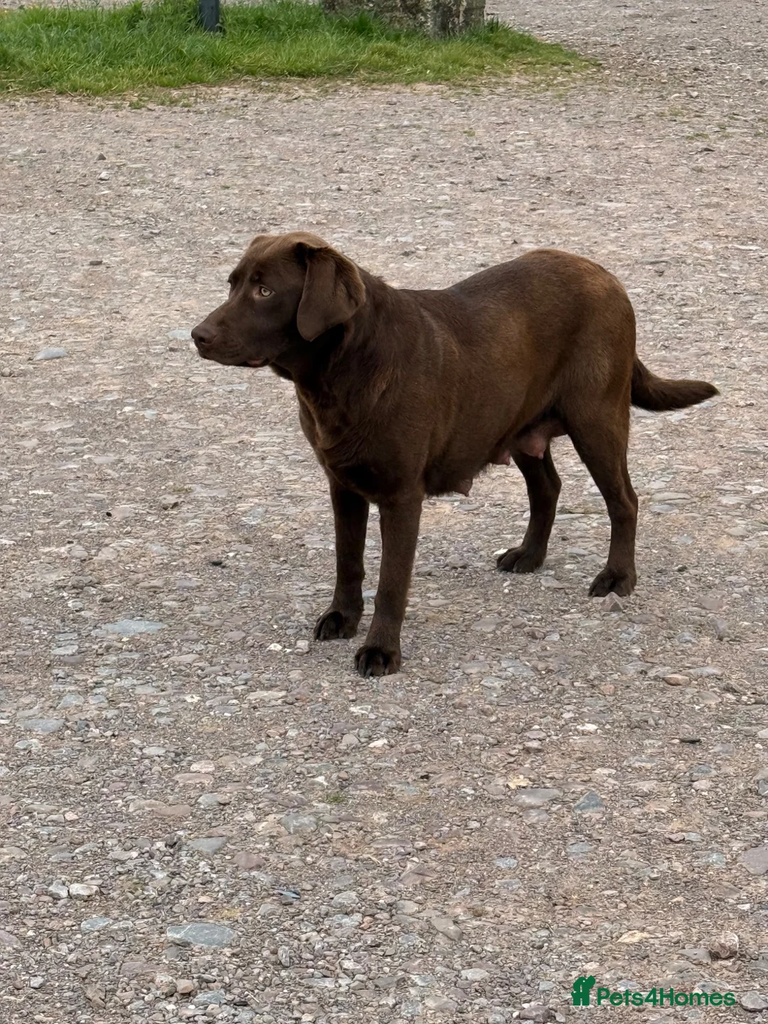 Goldador dogs for sale: Lovely chunky Goldador puppies - Advert 12