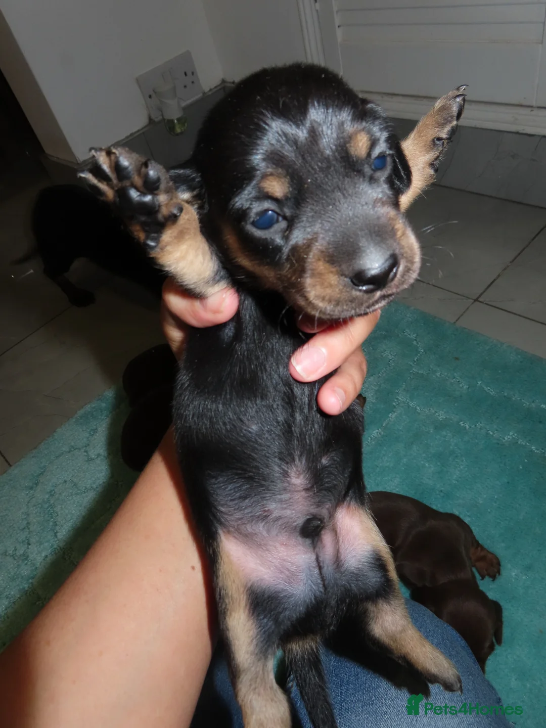 Dachshund dogs for sale: Dachshund puppies  - Advert 8