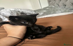 Mixed Breed cats for sale: Mixed breed cats  - Image 10