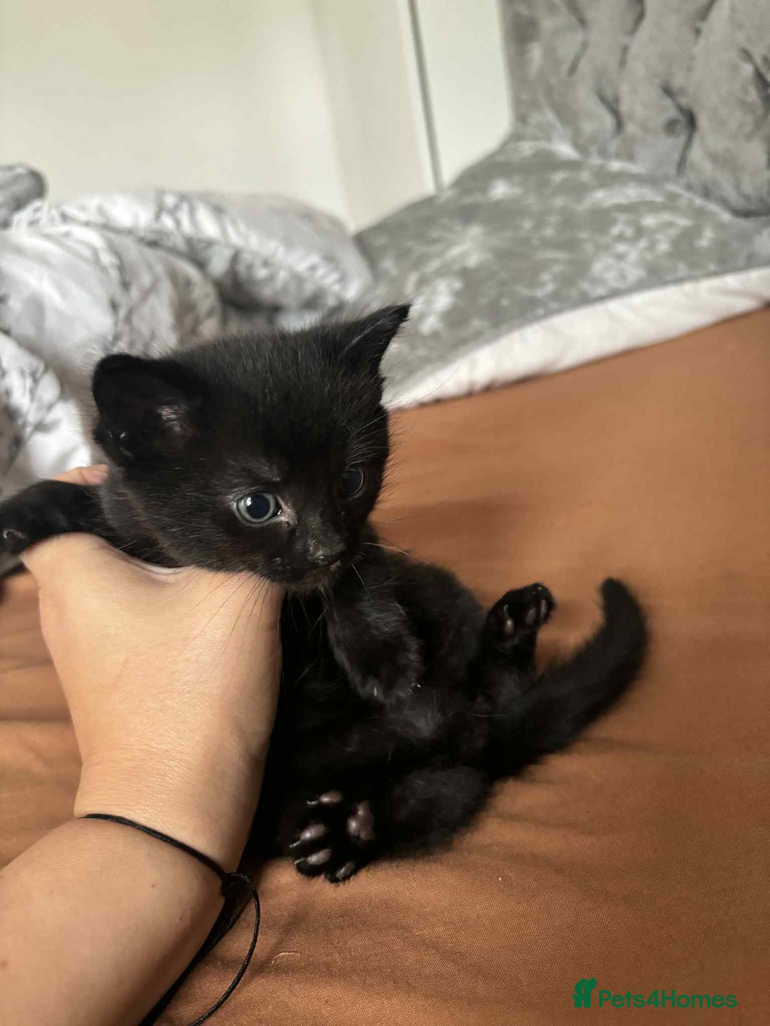 Mixed Breed cats for sale: Mixed breed cats  - Image 10
