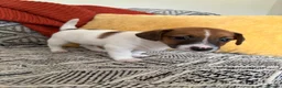 Jack Russell dogs for sale: Miniature Jack Russell  - Advert 4