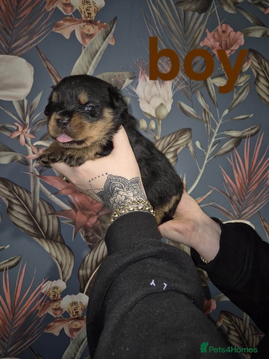 Rottweiler dogs for sale: Exceptional KC Registered Rottweiler - Advert 14