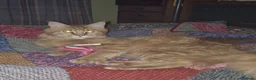 Maine Coon cats for sale: (Hestia) Ginger Female main coon  - Advert 5