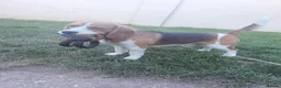 Beagle dogs for sale: KC Beagle  - Advert 3