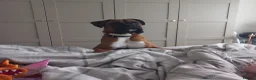 Boxer dogs for stud: Proven KC Red with Black Mask Boxer Hrt Sc 0 in Preston - Advert 6