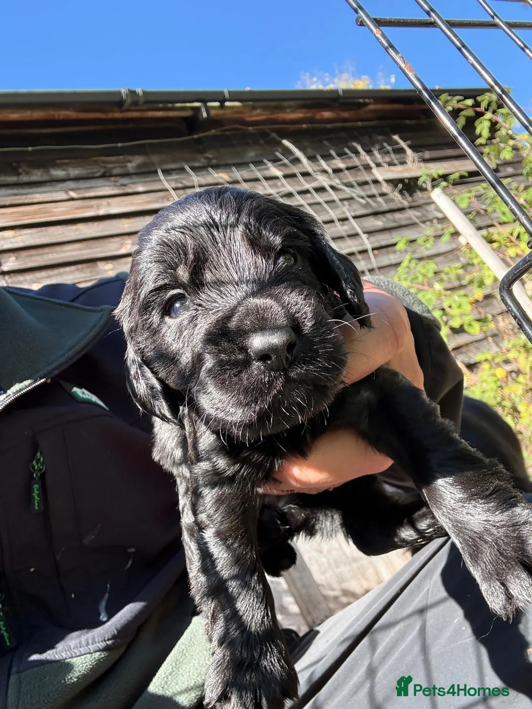 Cocker Spaniel dogs for sale: Kc registered Cocker spaniel pups for sale  in Hereford - Advert 1