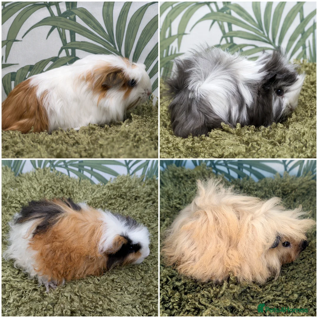 Guinea Pig rodents for sale: Long Haired Baby Guinea Pigs - Advert 1