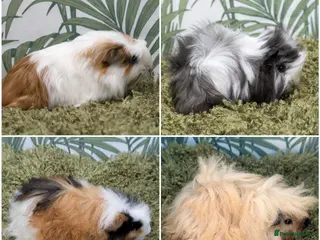 Guinea Pig rodents Long Haired Baby Guinea Pigs - Advert 2