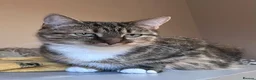 Mixed Breed cats for sale: Beautiful Tortoiseshell kitten - Advert 2