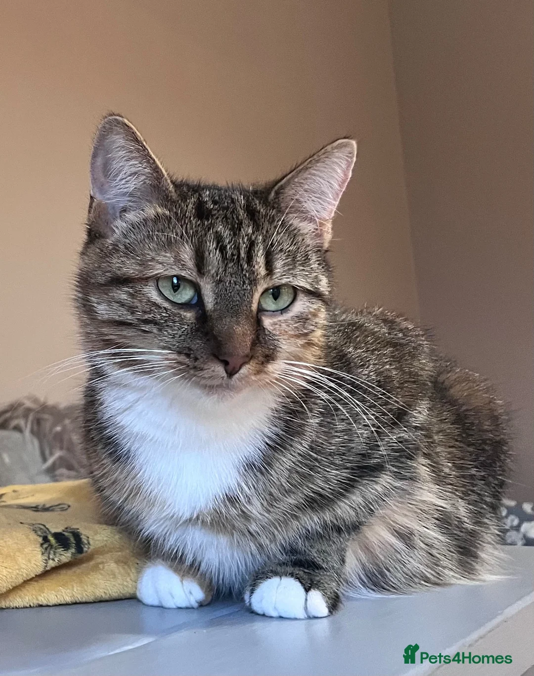 Mixed Breed cats for sale: Beautiful Tortoiseshell kitten - Advert 2