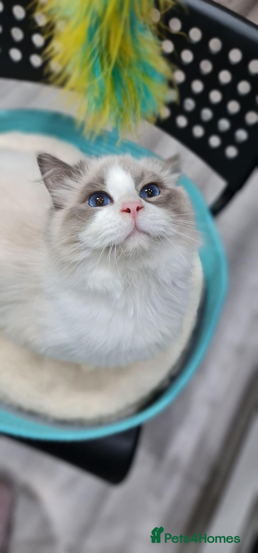 Ragdoll cats Gorgeous Ragdoll Pair – GCCF - Advert 17
