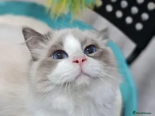 Ragdoll cats Gorgeous Ragdoll Pair – GCCF - Advert 17