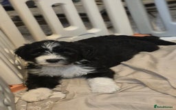 Mixed Breed dogs for sale: Old English Sheepdog puppies  OES X Golden Oldie - Image 20
