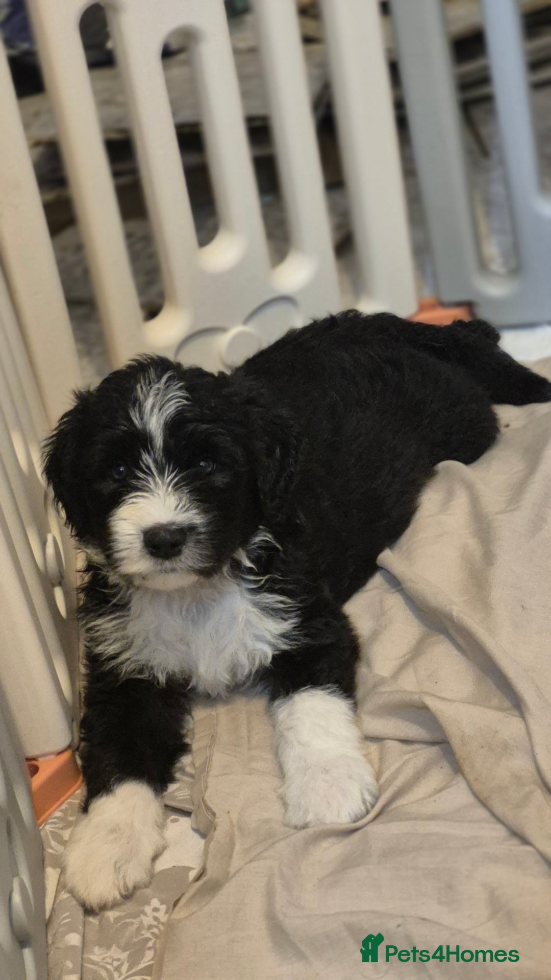 Mixed Breed dogs for sale: Old English Sheepdog puppies  OES X Golden Oldie - Image 20