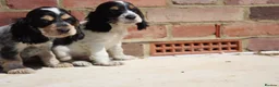 Cocker Spaniel dogs for sale: Quality Show type cocker spaniel puppies  - Advert 11