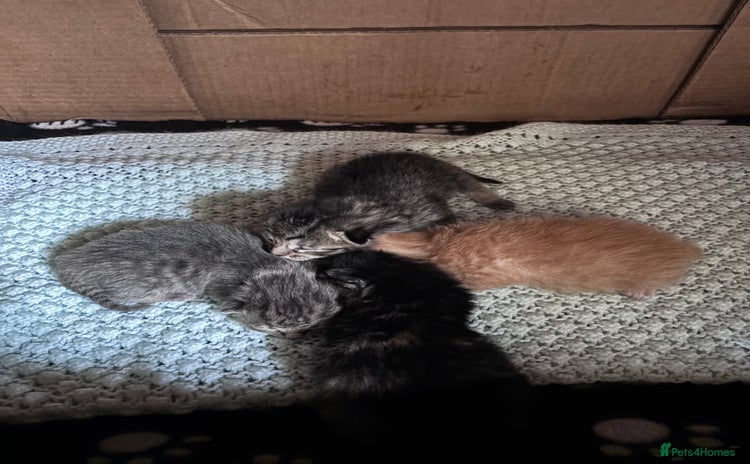 Norwegian Forest Cat cats - Advert 1