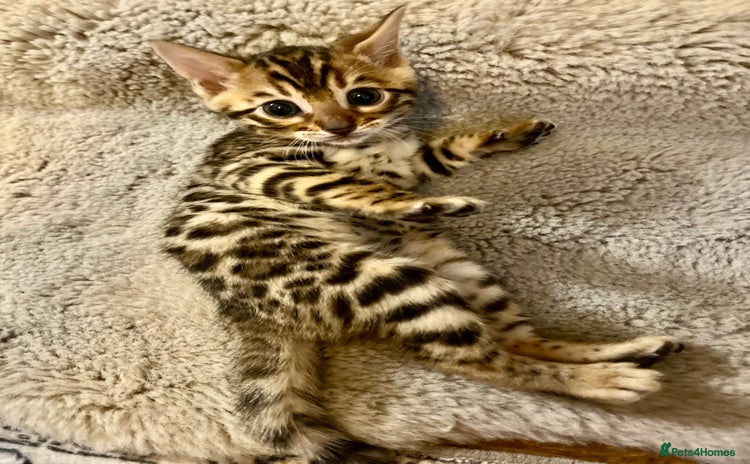 Bengal cats 2 Brown 2 Snow Lynx Bengals - Advert 16