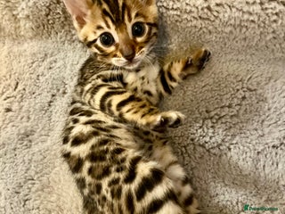 Bengal cats 2 Brown 2 Snow Lynx Bengals - Advert 8