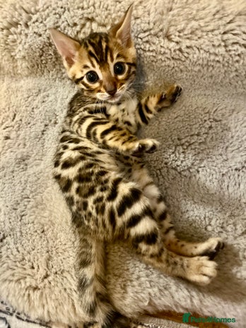 Bengal cats 2 Brown 2 Snow Lynx Bengals - Advert 1