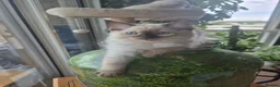 Ragdoll cats for sale: 2 Beautiful GCCF & TICA Ragdoll Kittens Left 💕  - Advert 10