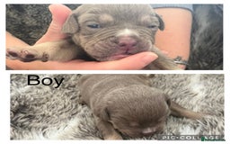 Olde English Bulldogge dogs for sale: Olde English bulldog puppies  - Image 3