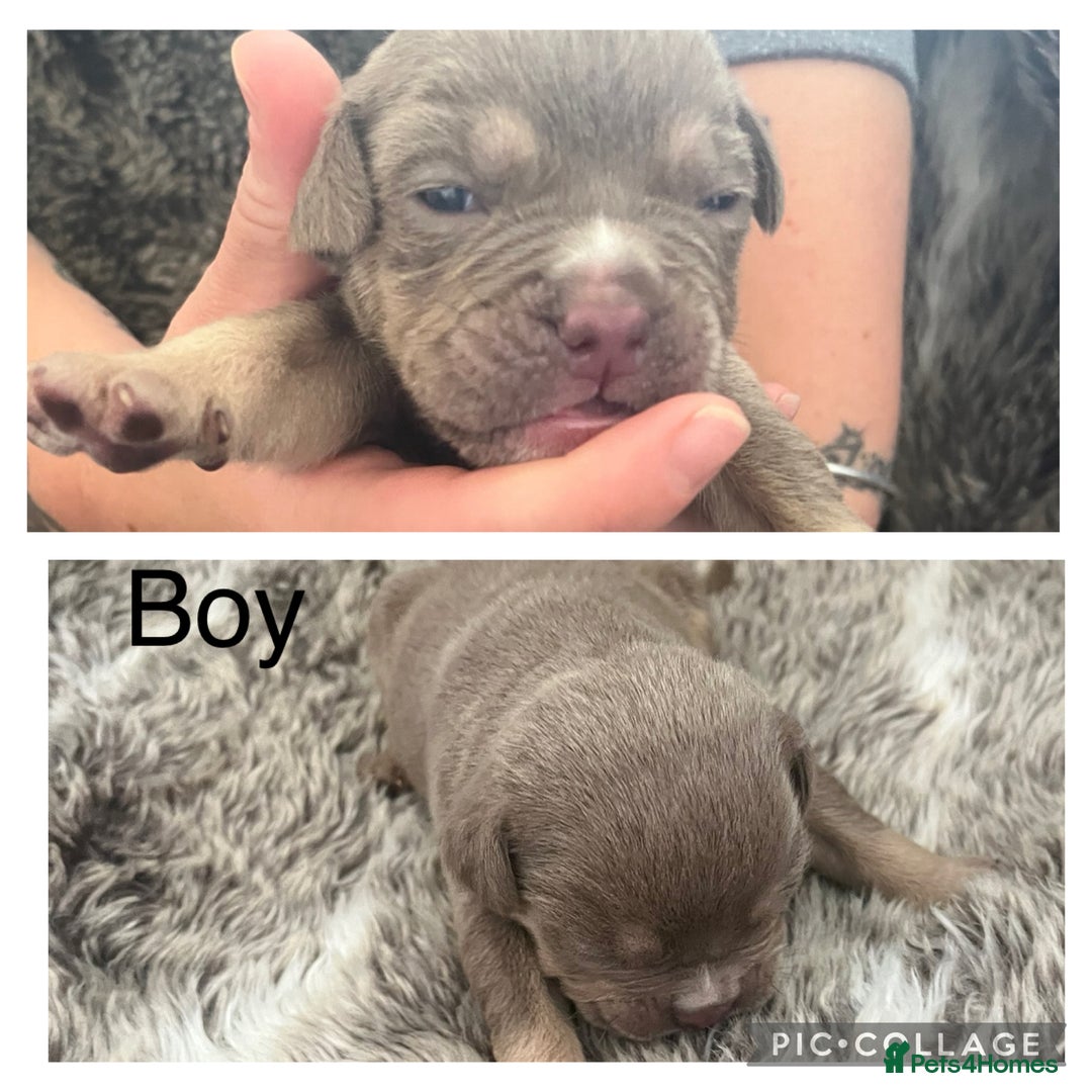 Olde English Bulldogge dogs for sale: Olde English bulldog puppies  - Image 3