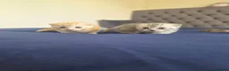 Scottish Fold cats for sale: Adorable scottish fold kittens  - Advert 14