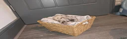 French Bulldog dogs for sale: Fluffy frenchie puppies - Advert 25